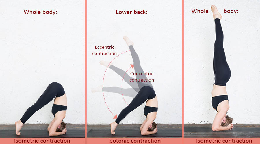 Muskelkontraktionen für Stärke und Flexibilität im Yoga
