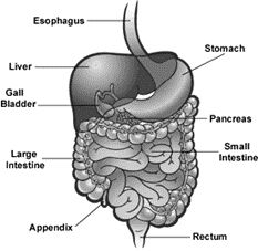 Système digestif humain