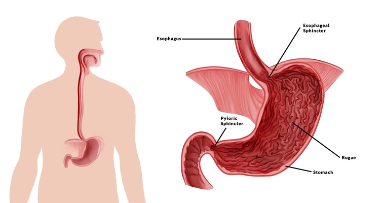 Immagine dello stomaco umano