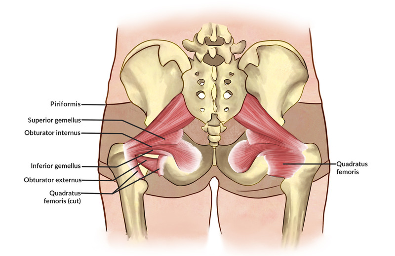 Explicação da anatomia da abertura da anca Explicação da anatomia da abertura da anca
