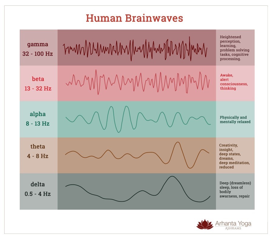 Les ondes cérébrales humaines