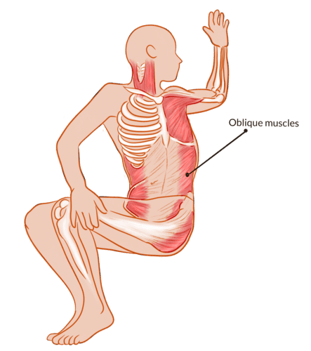 Oblique muscles