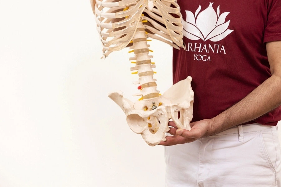 Yoga Anatomy and Physiology